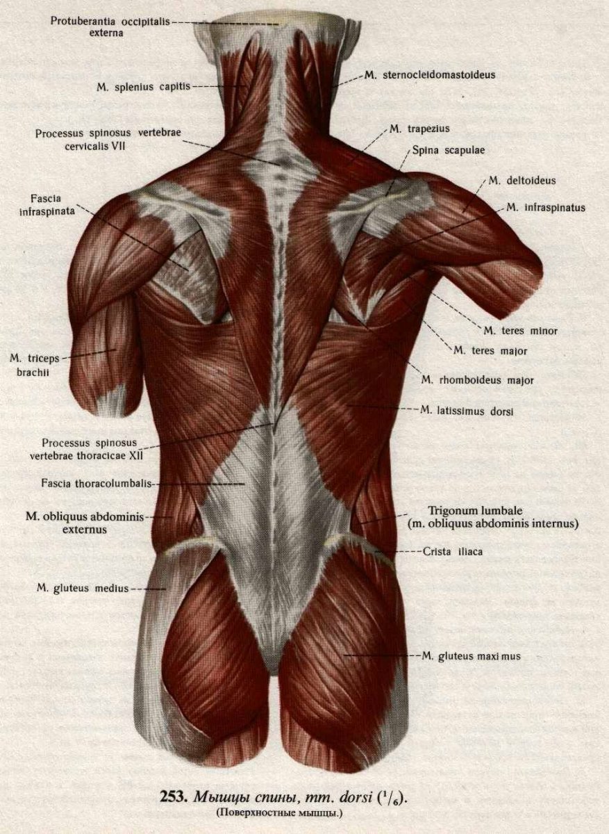 Квадратная мышцы спины поясница