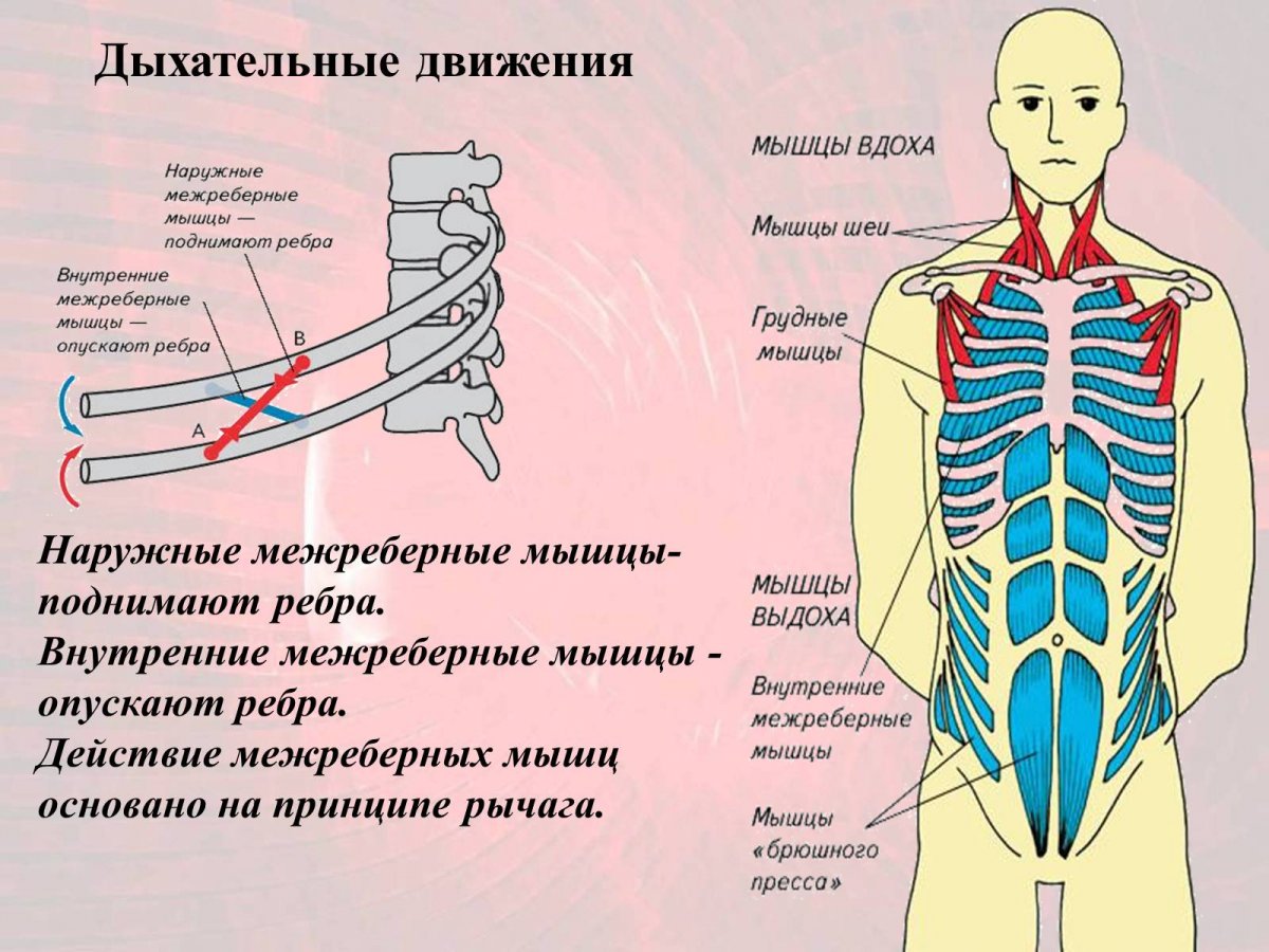 Внутренние межреберные мышцы при вдохе