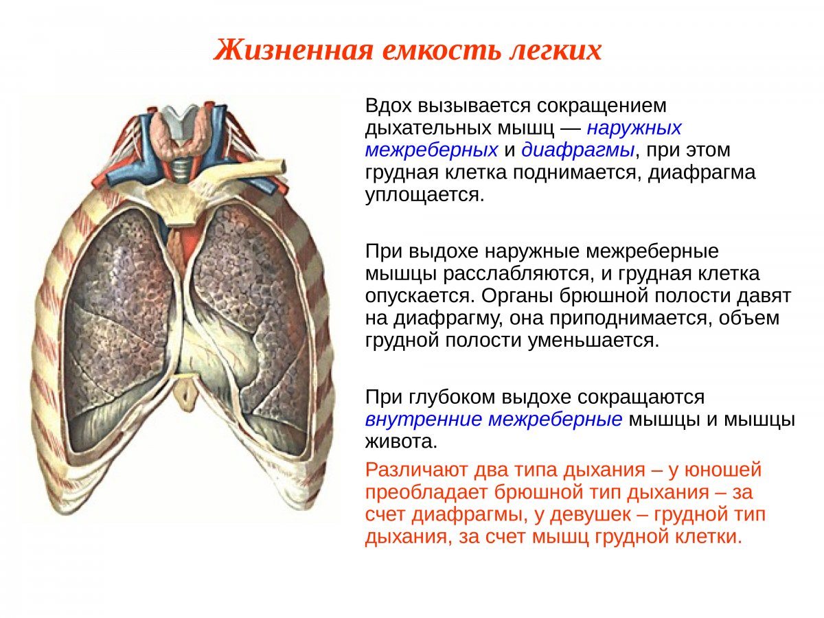 Анатомия человека грудная клетка анатомия
