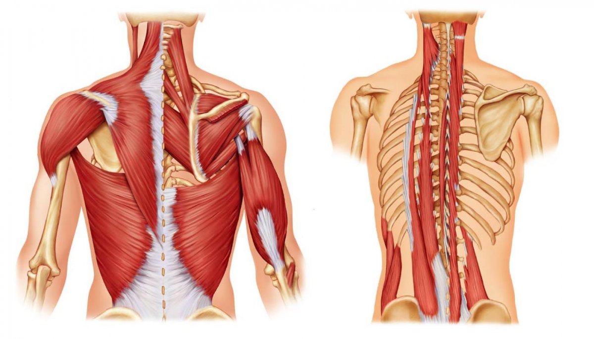 Serratus anterior мышца анатомия