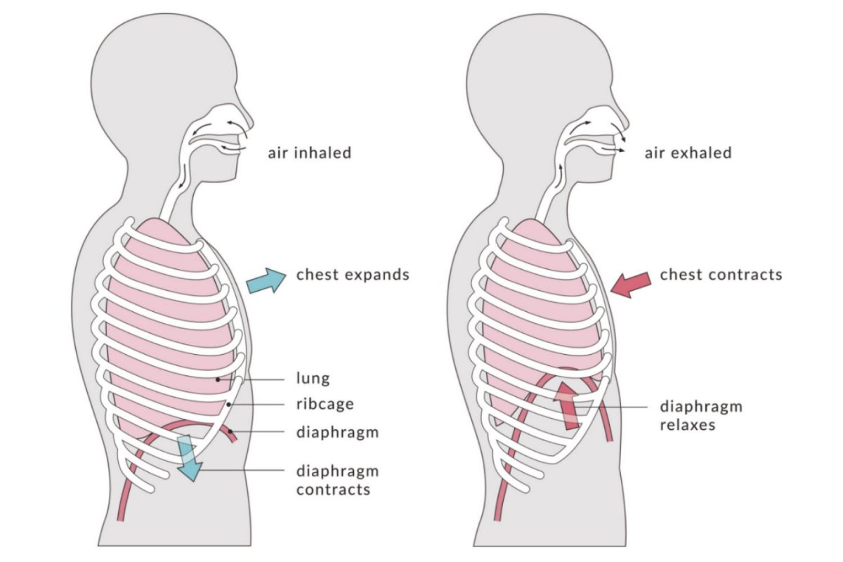 Дыхательная мышца диафрагма