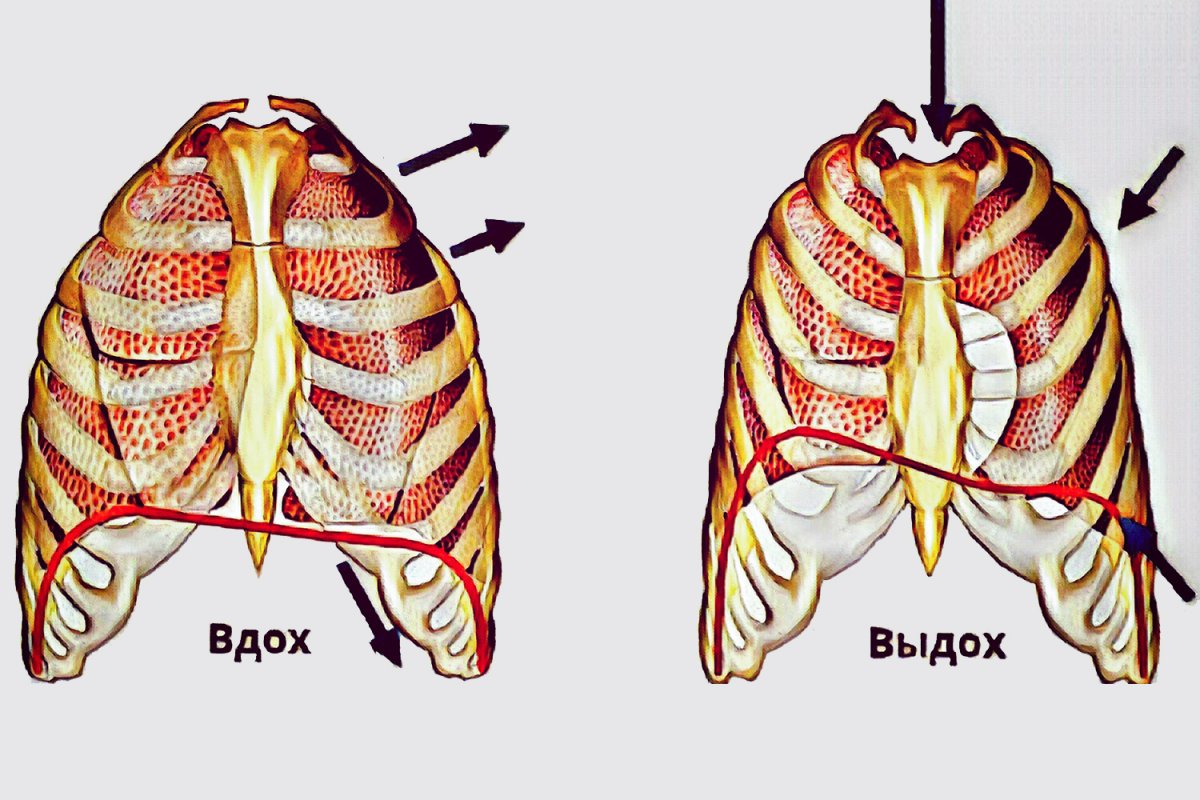 Дыхательная диафрагма анатомия