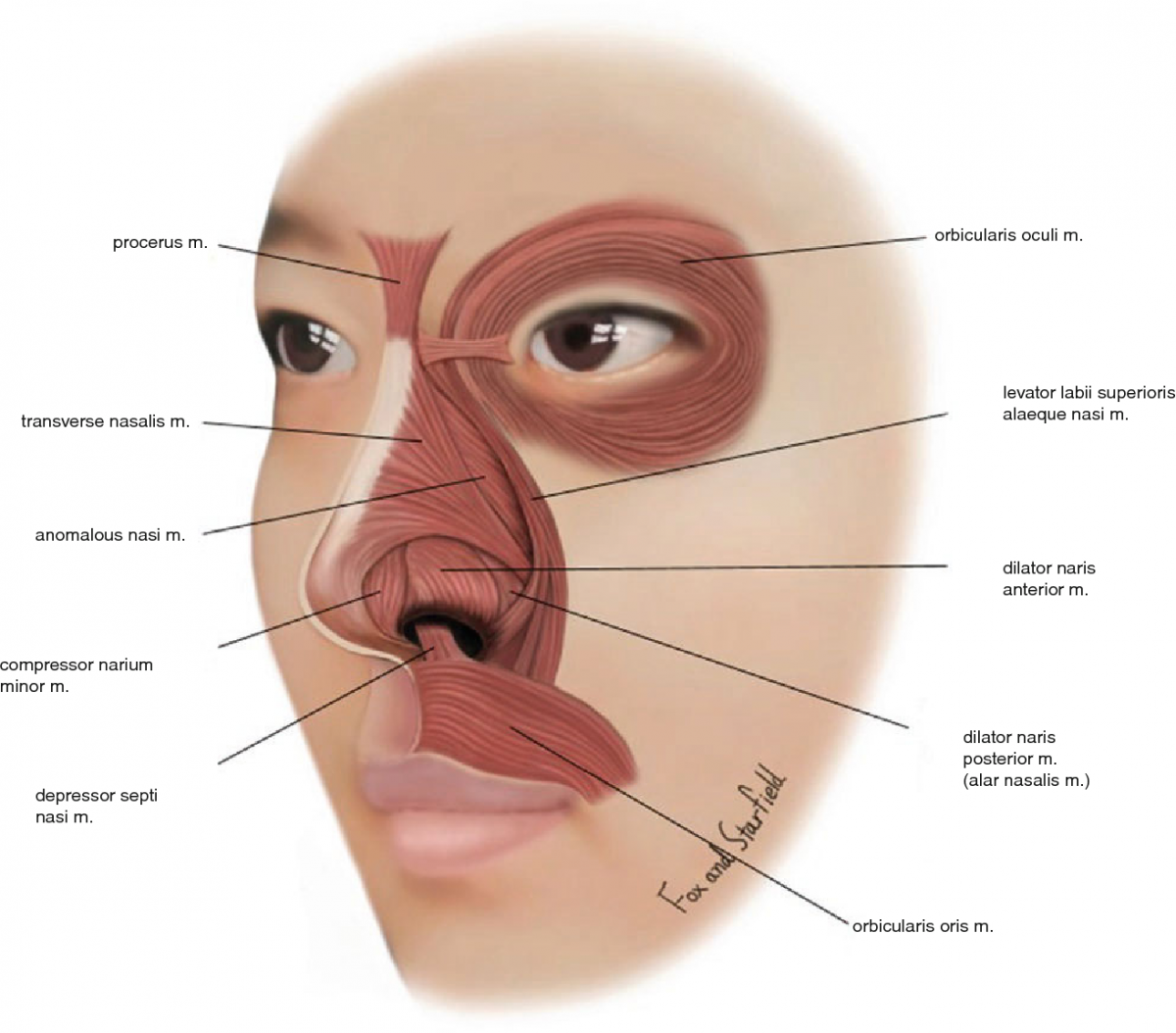 M Nasalis анатомия носовая мышца