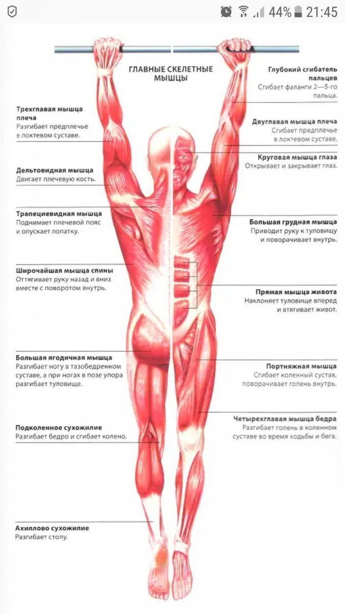 Анатомия мужского тела