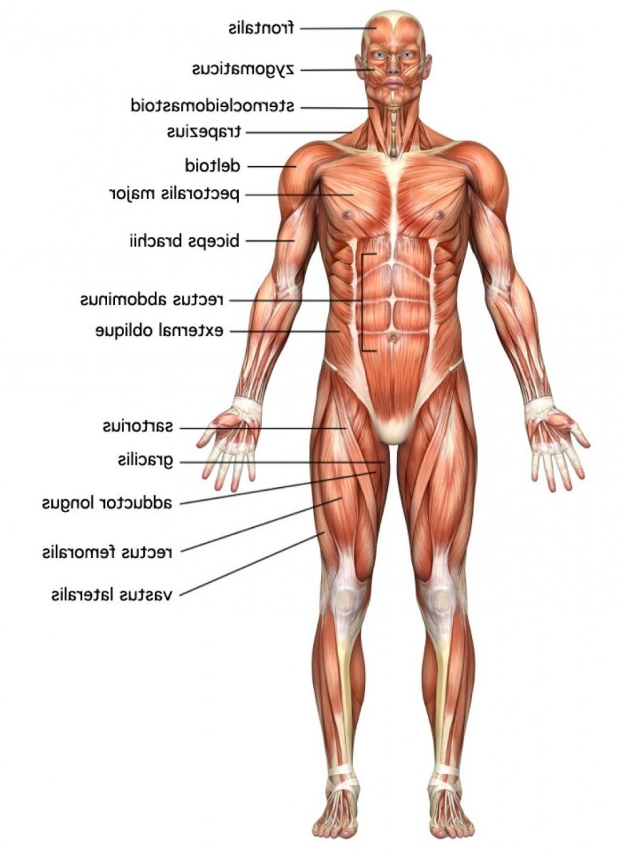 Мышцы анатомические