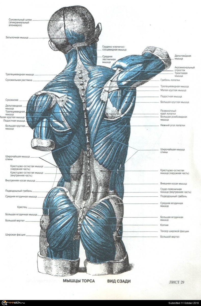 Анатомия человека мышцы мужской фигуры