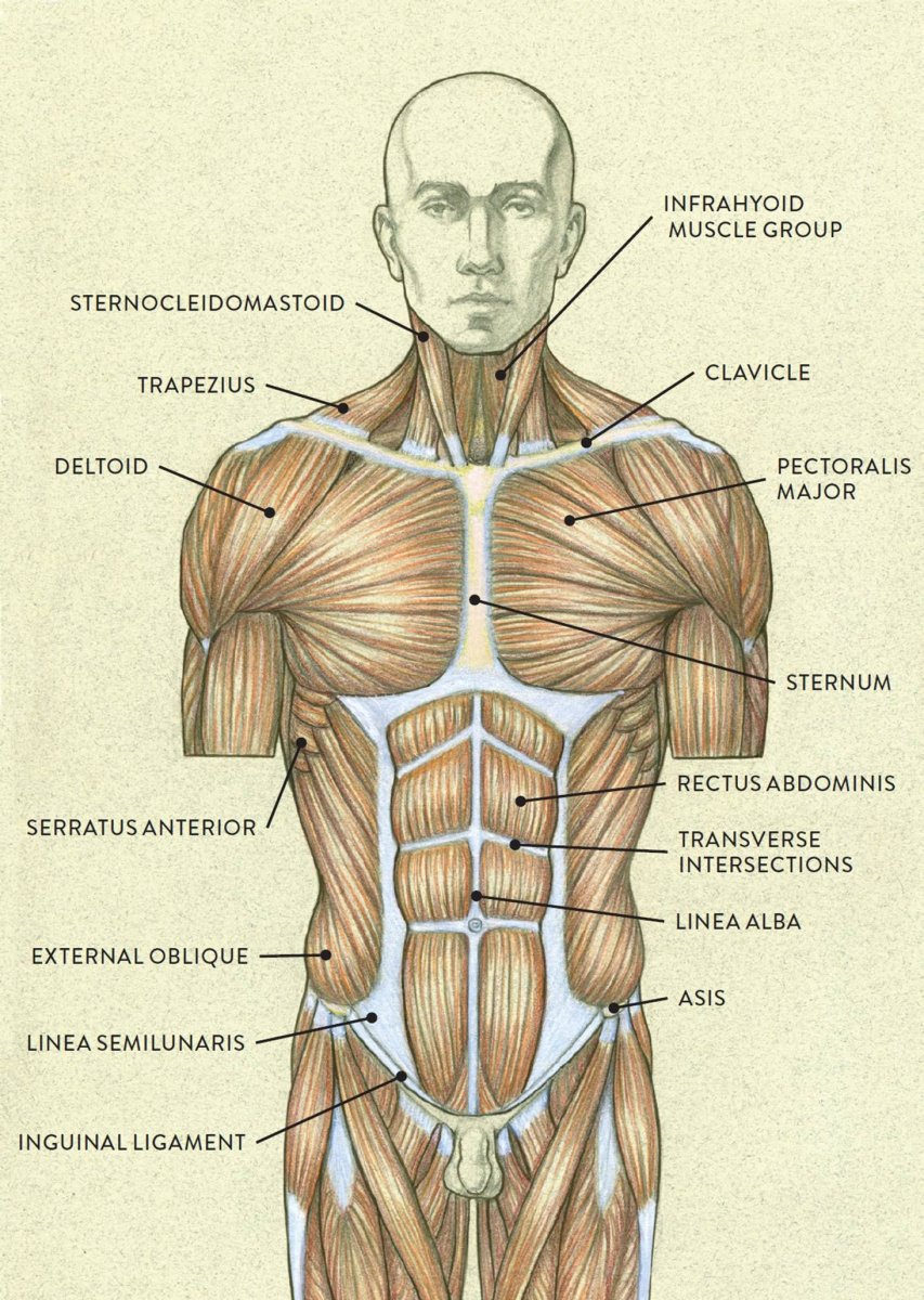 Мышцы туловища анатомия атлас