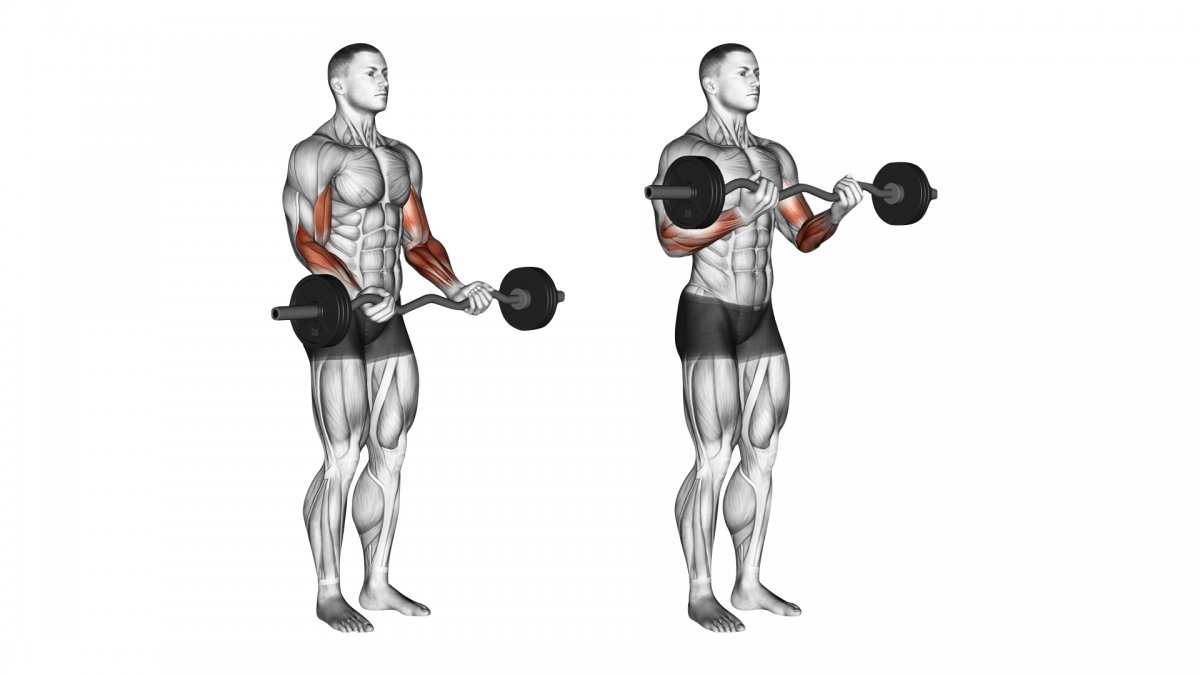 Подъем гантели на бицепс стоя
