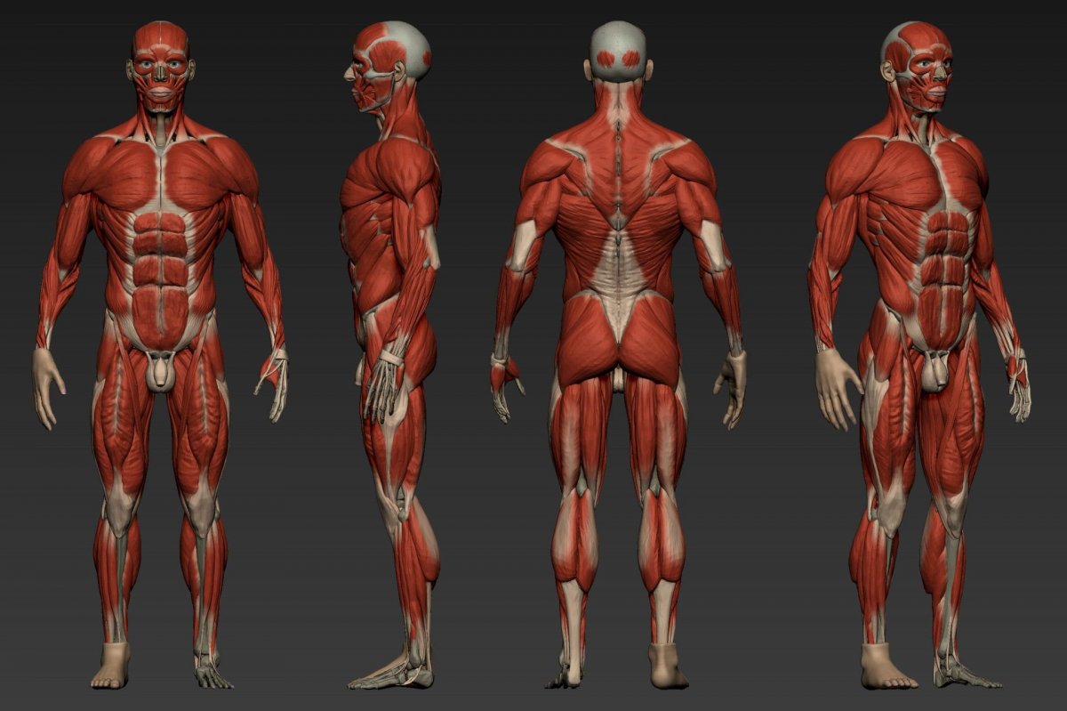 Человеческое тело мышцы референс