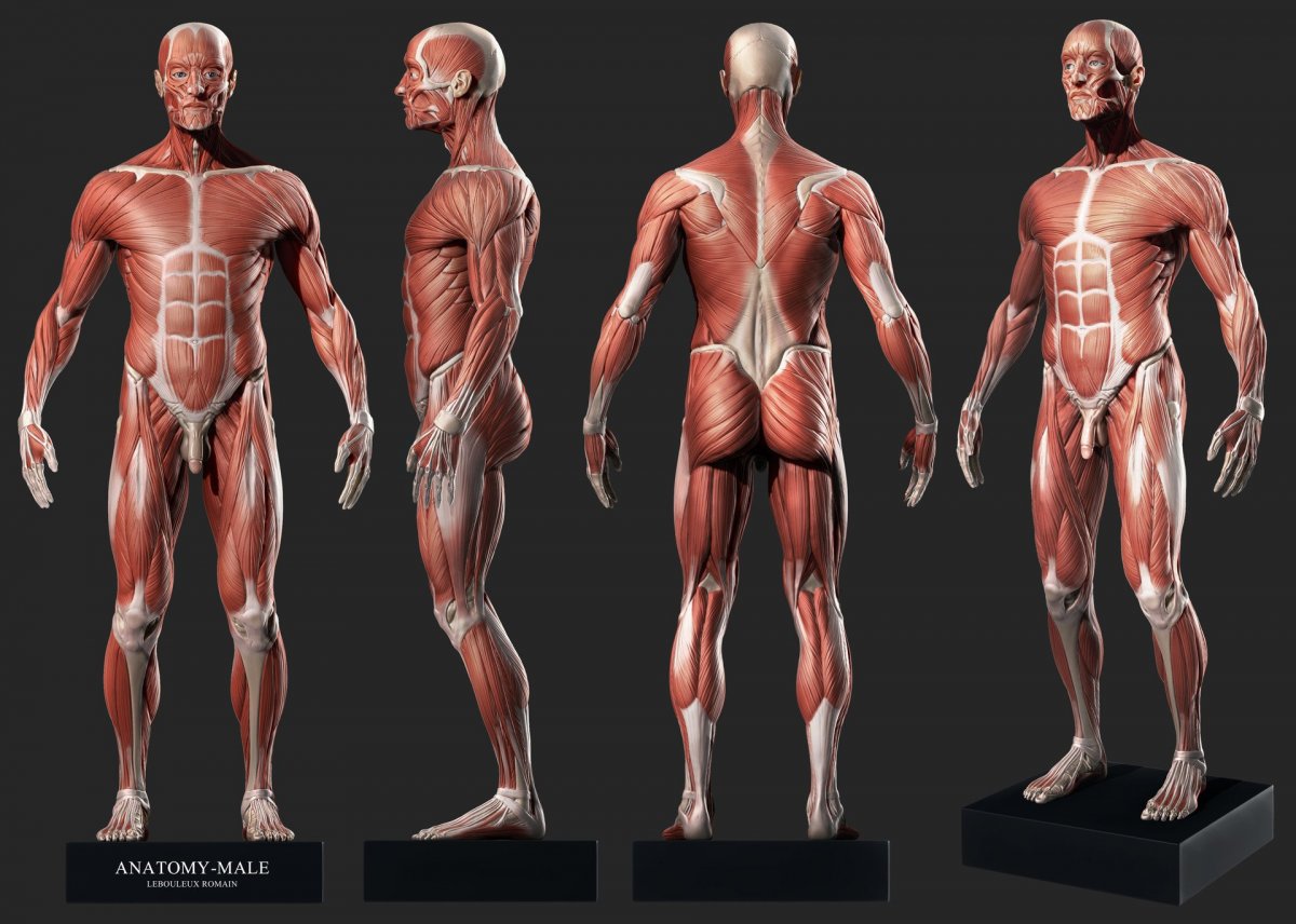 Анатомия мышц 3д muscular System приложения