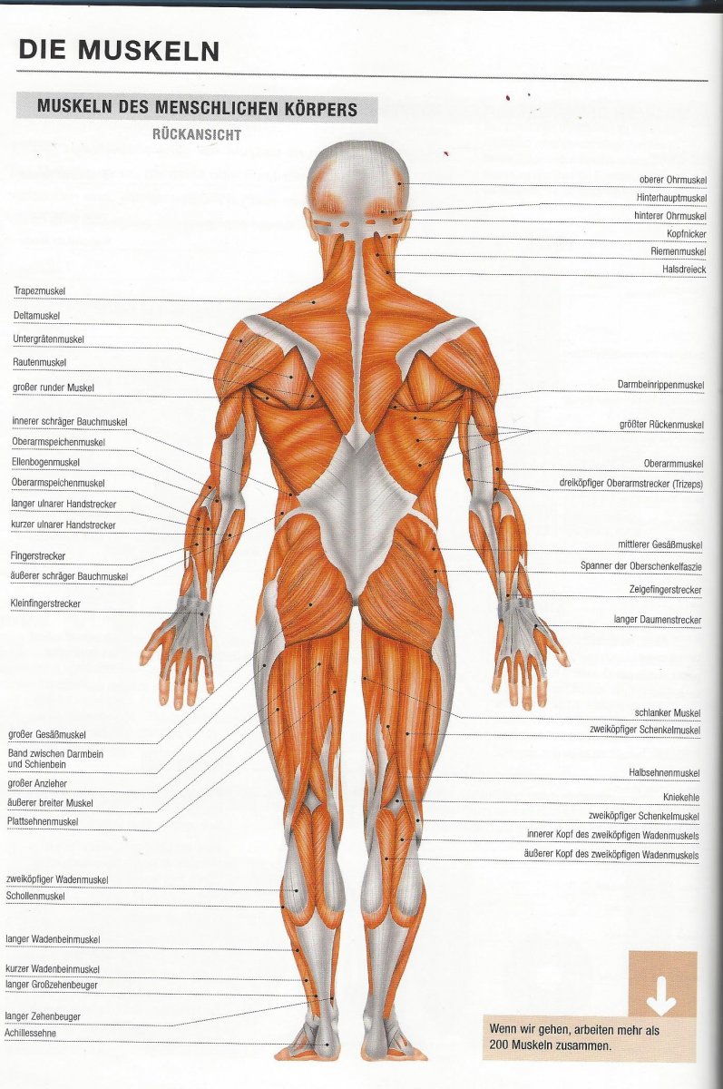 Мышцы человека референс анатомия для художников