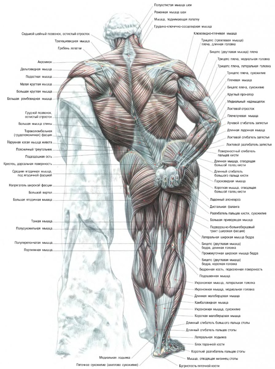 Человек спереди и сзади анатомия