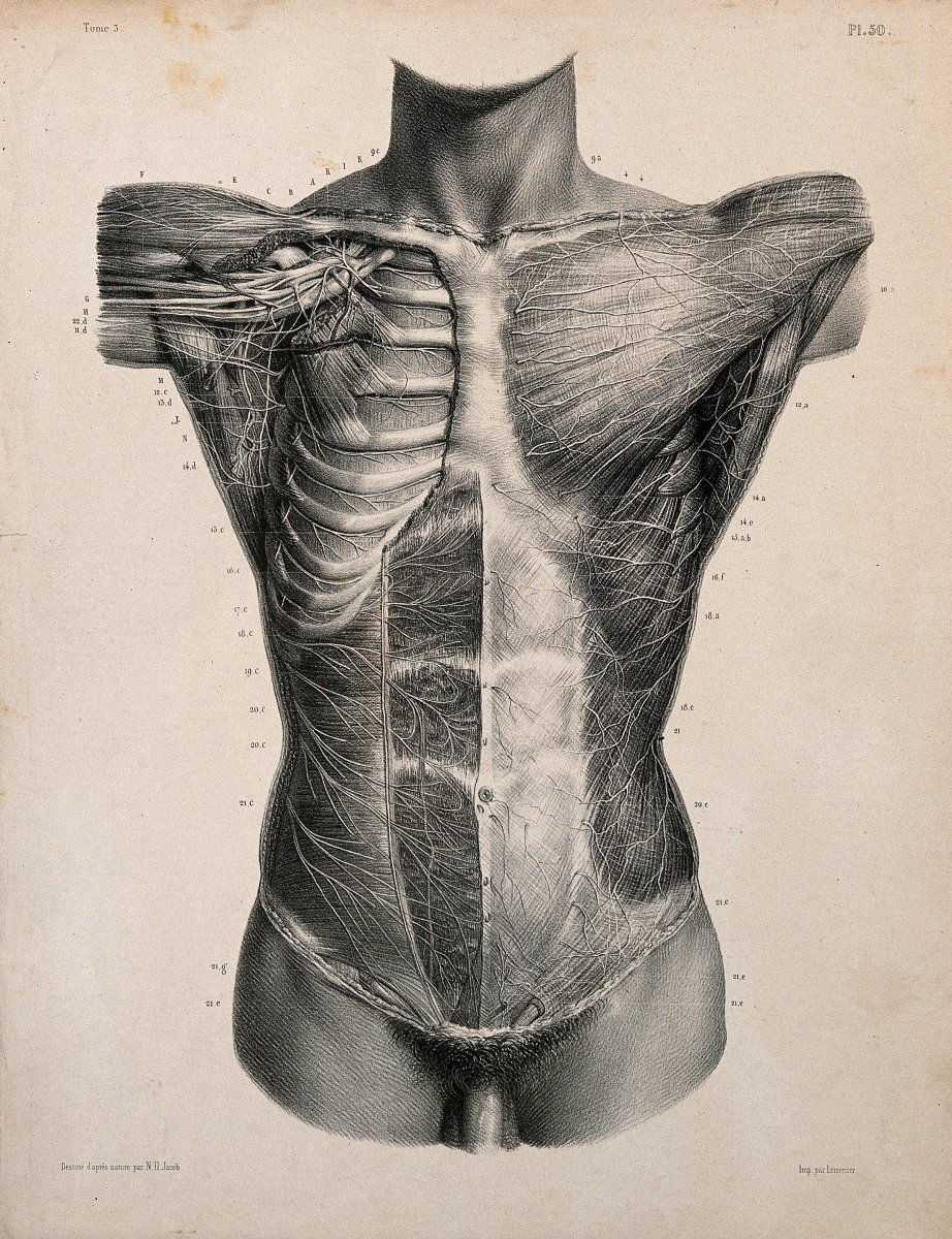 Анатомия торса