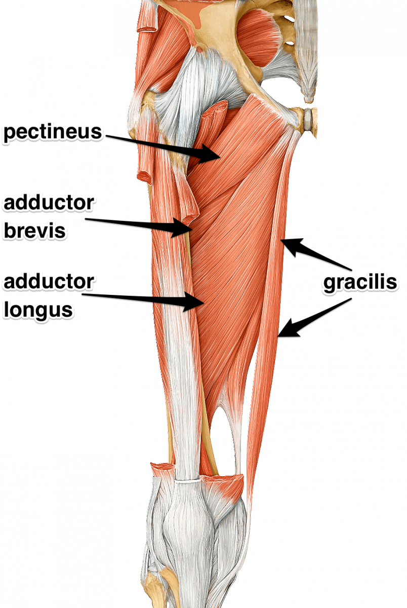 Мышцы ноги человека схема с названиями