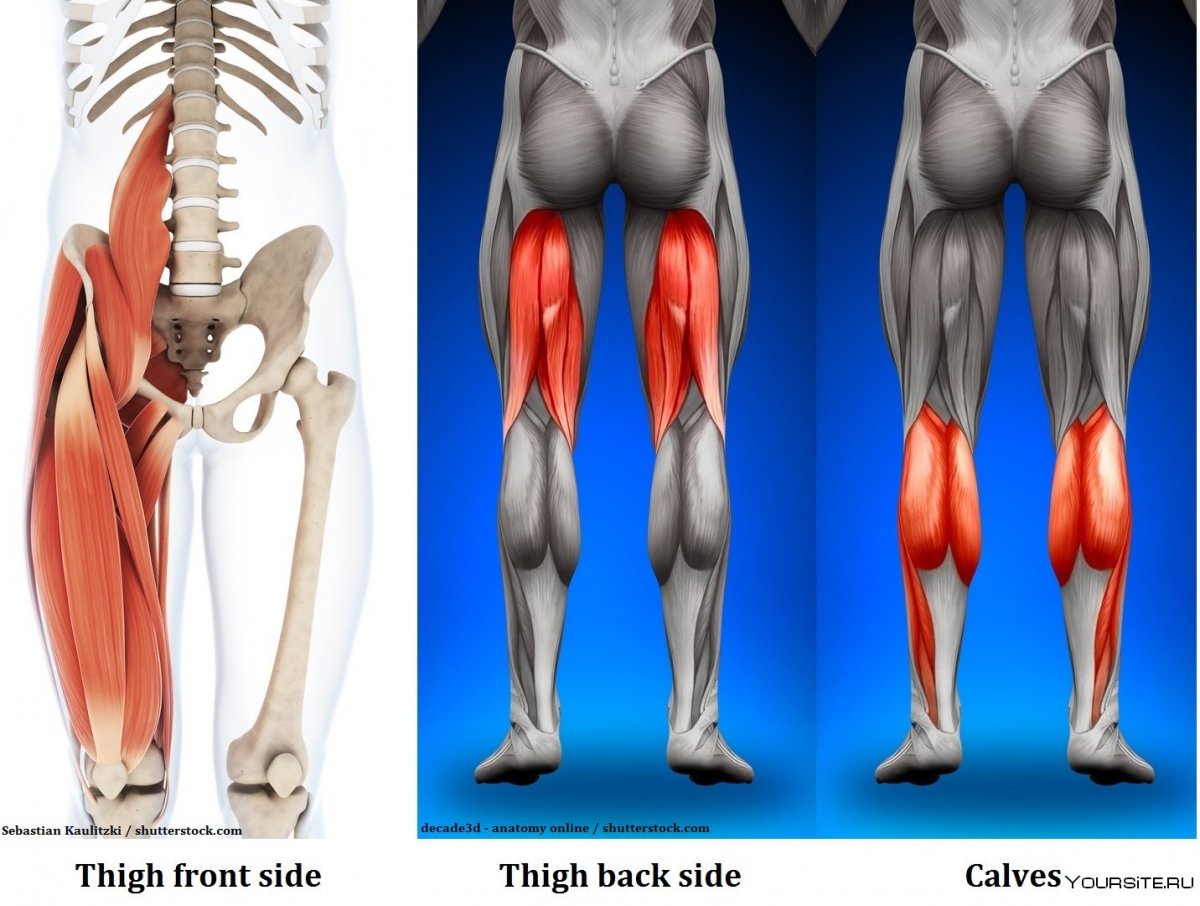 Большеберцовый тракт анатомия