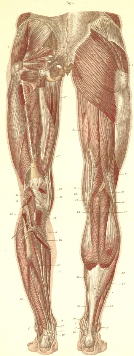 Semitendinosus мышца