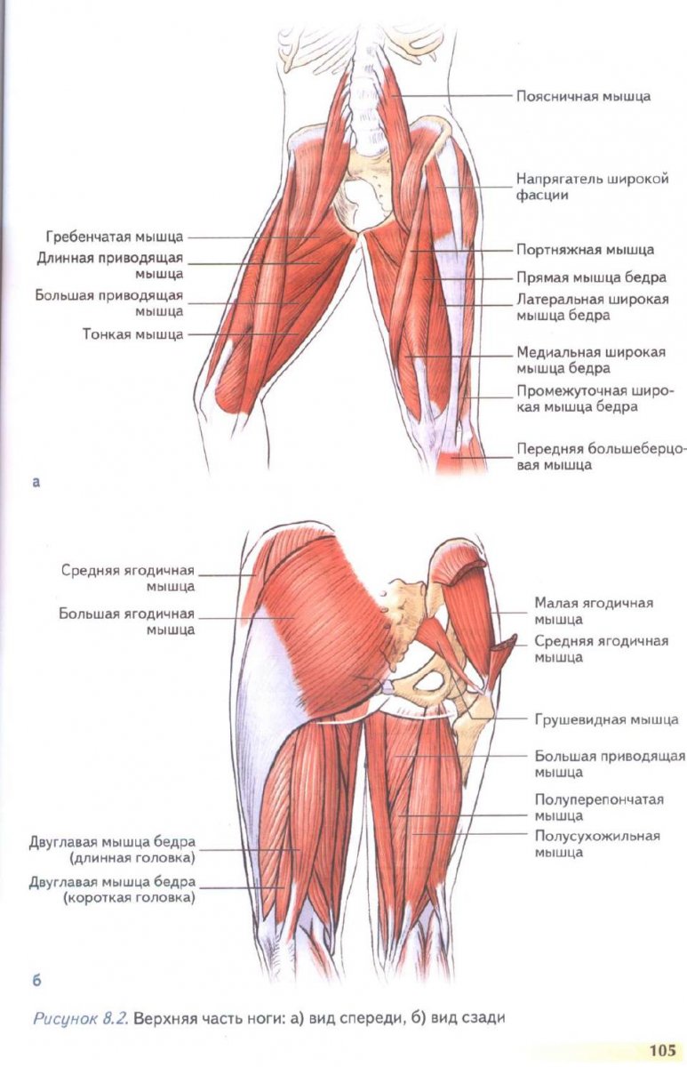 Задняя группа мышц бедра анатомия