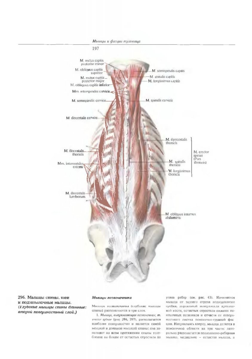 Легкие анатомия Синельников