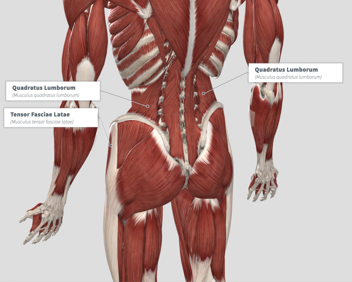 External abdominal Oblique muscle