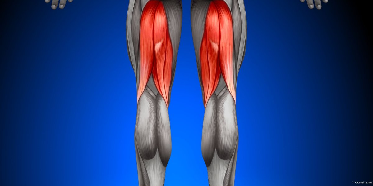 Pectineus muscle анатомия