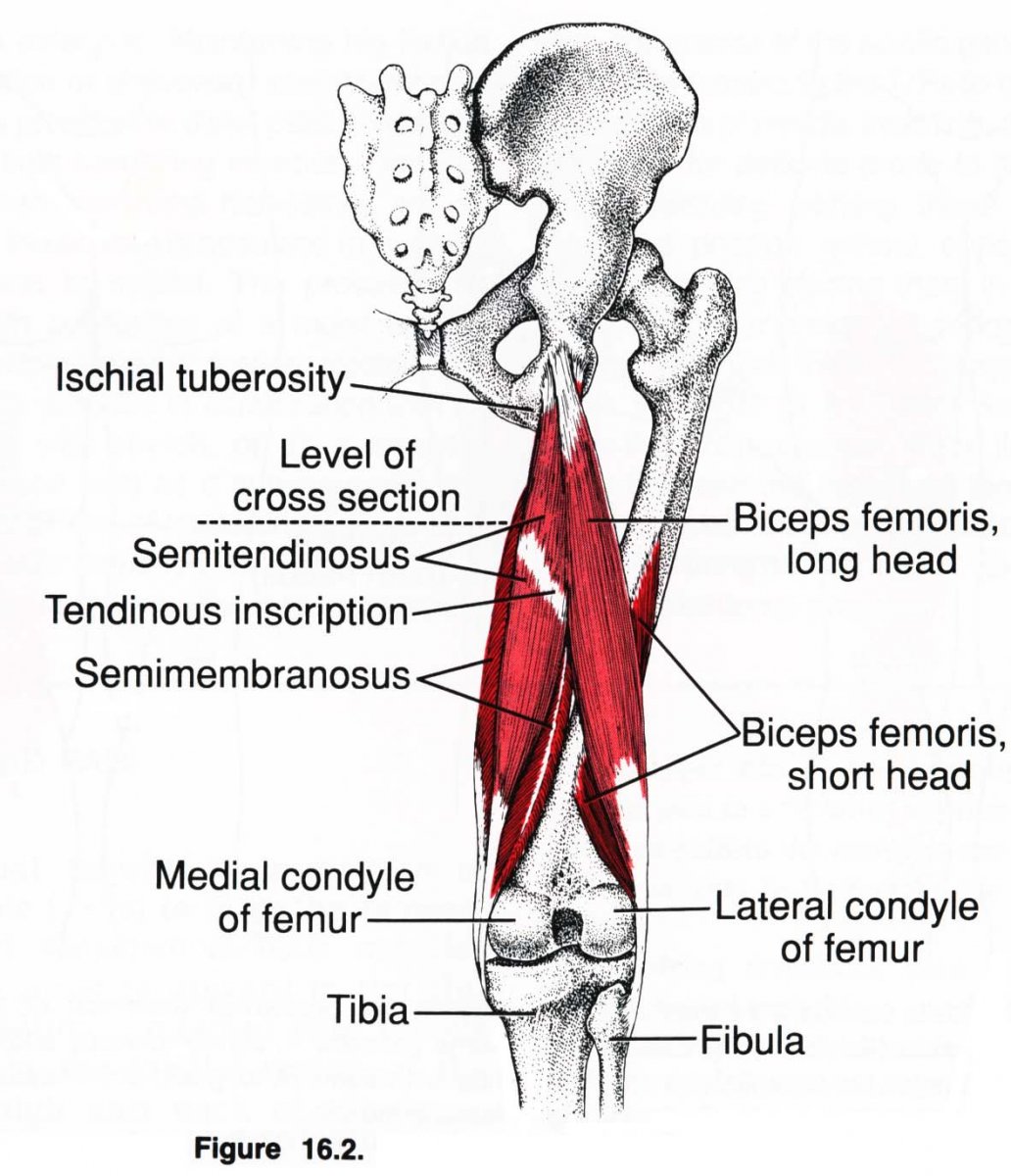 Задние мышцы бедра анатомия