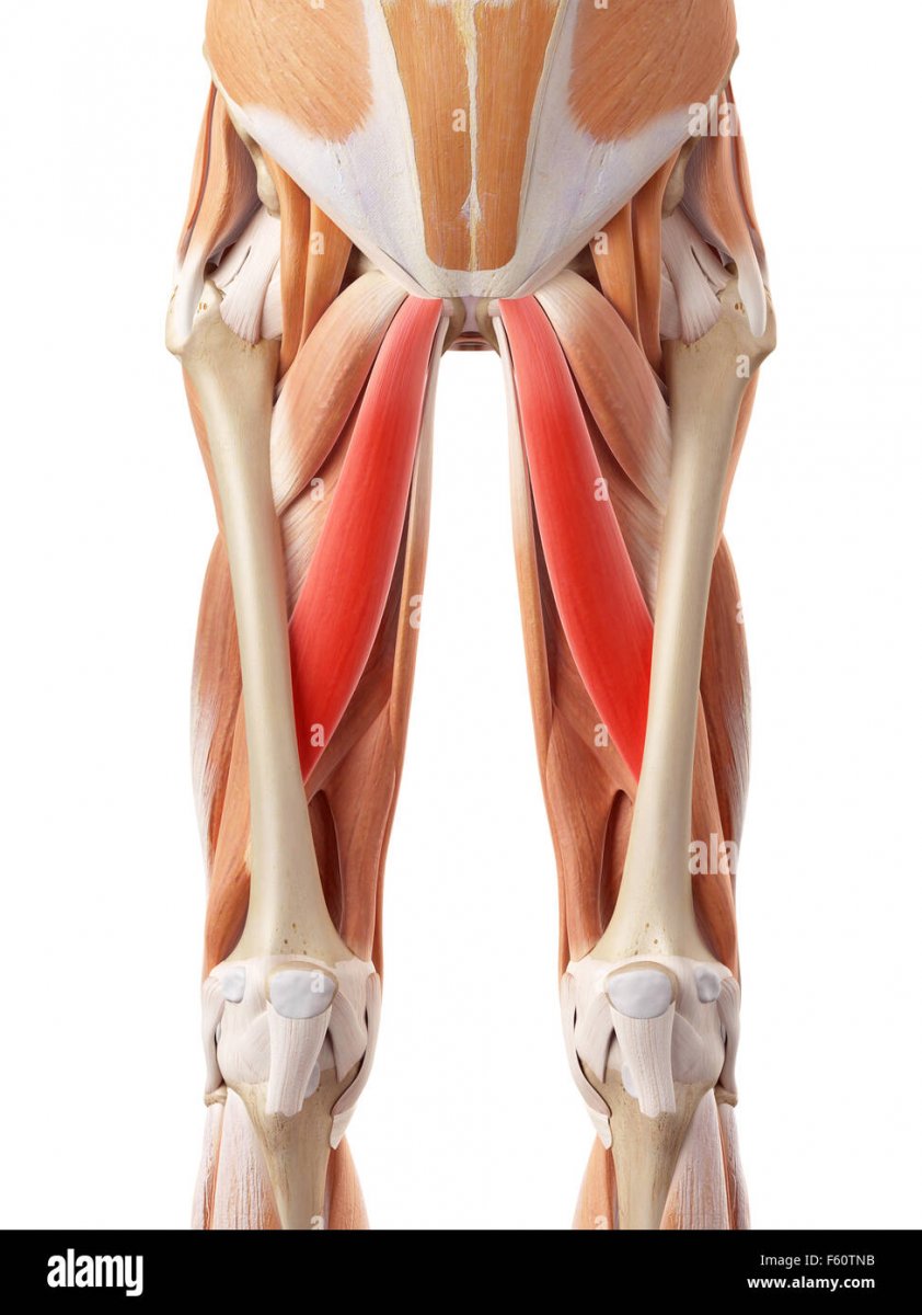 Мышцы ноги схема рисунок