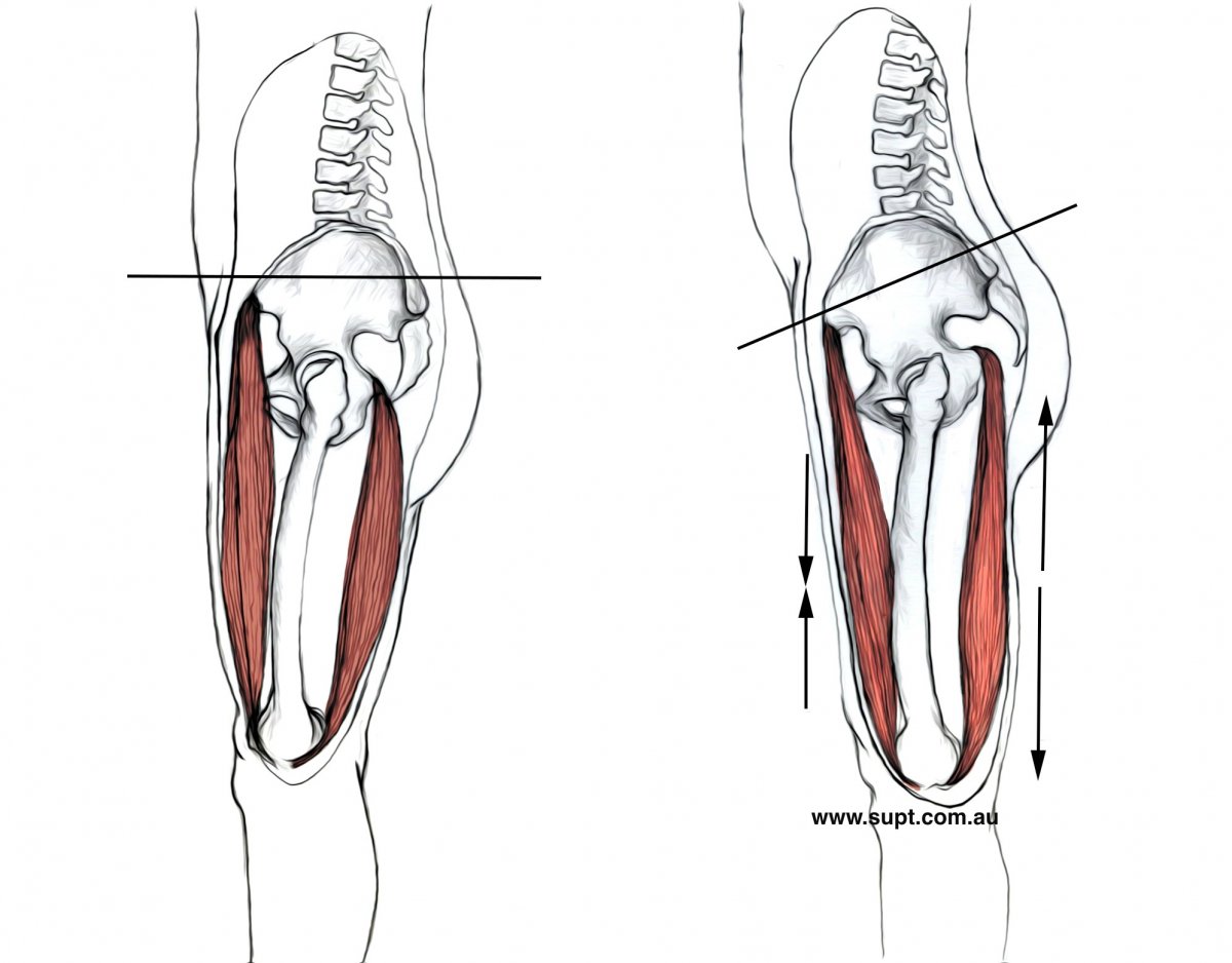 Semitendinosus semimembranosus анатомия