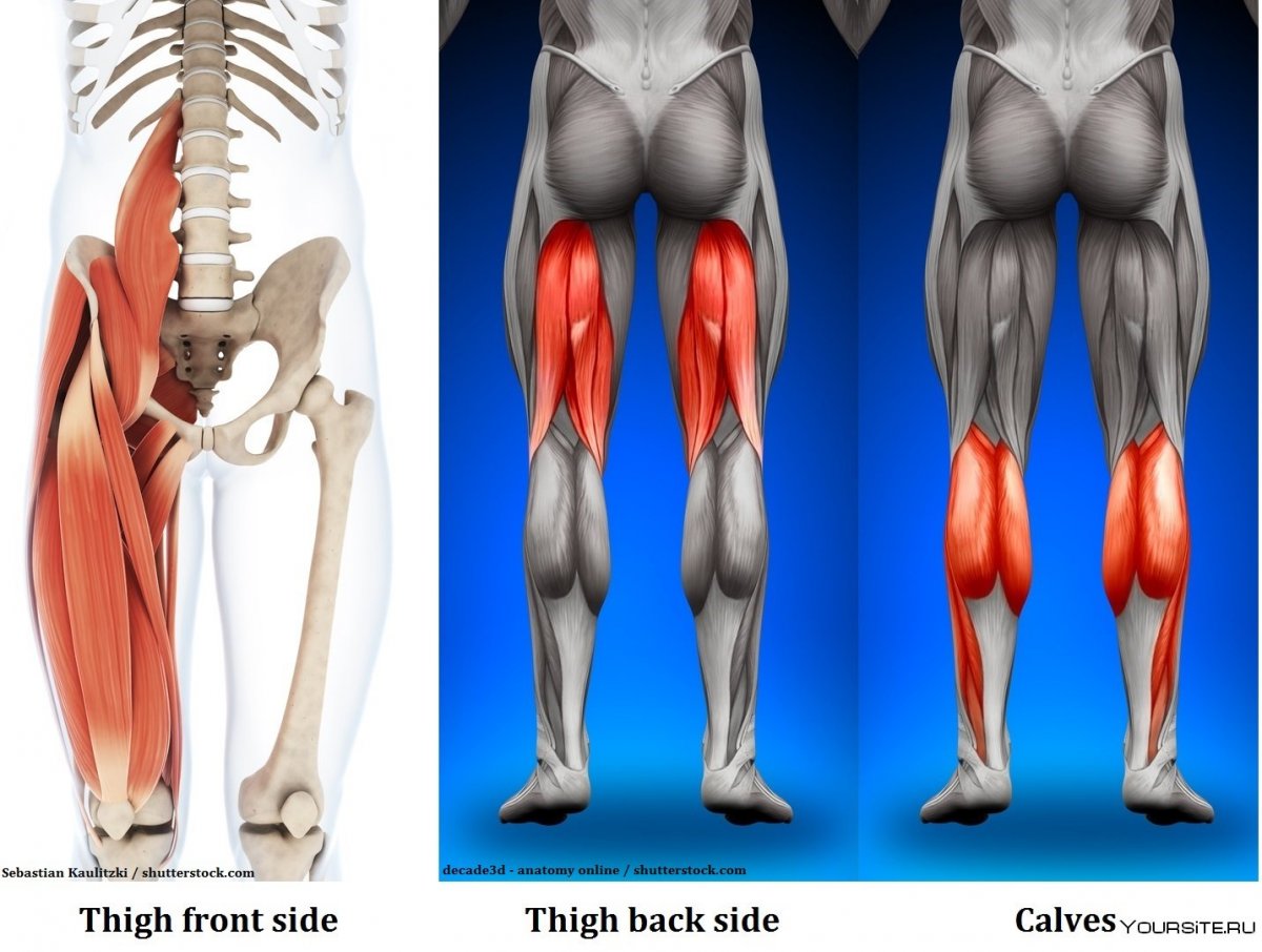 Двуглавая мышца бедра анатомия