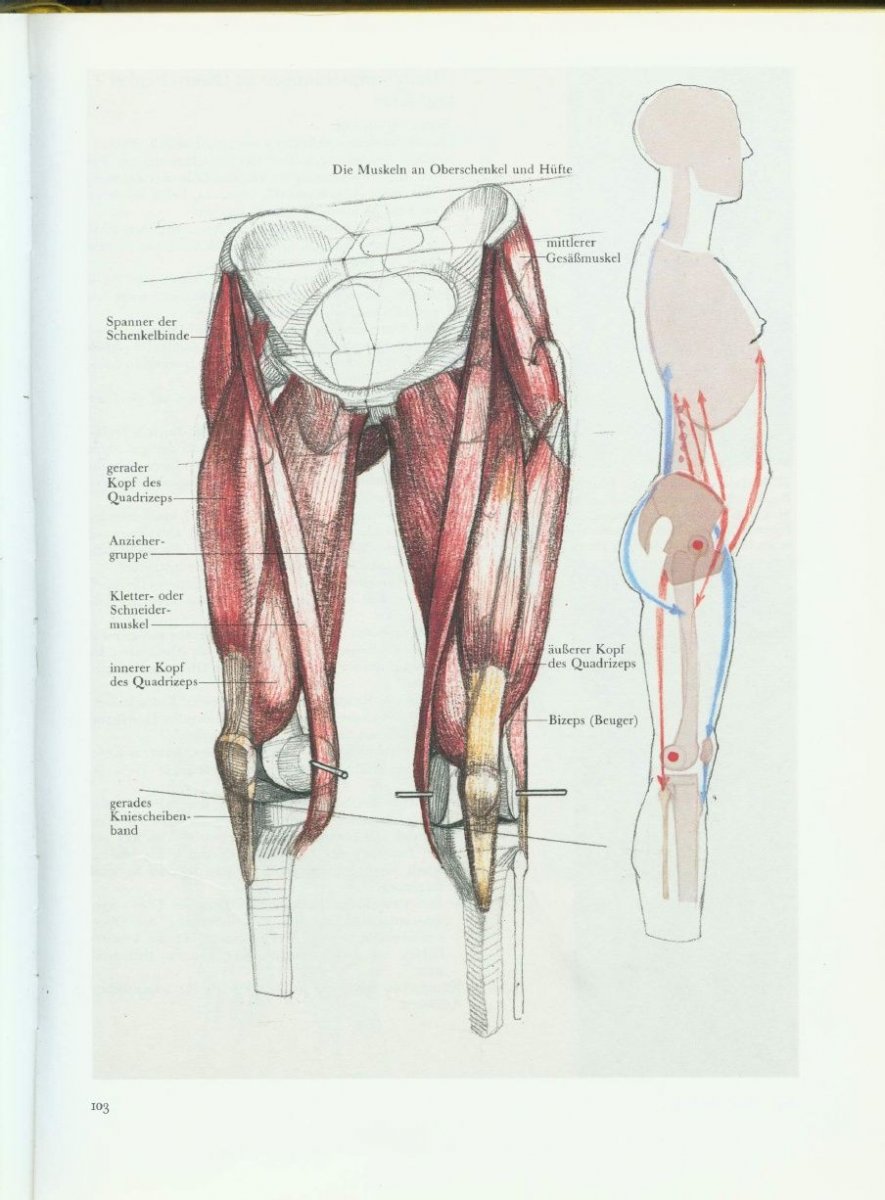 M semitendinosus