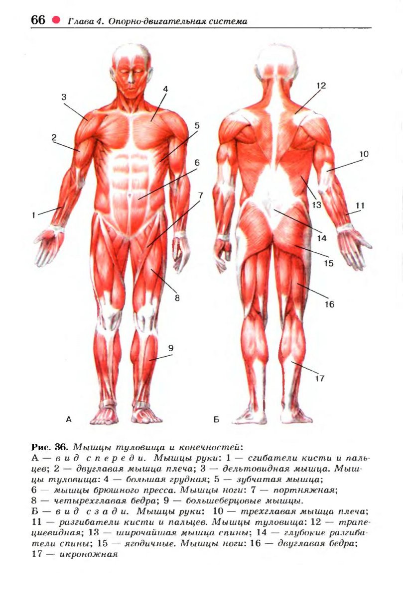 Мышцы человека спереди и сзади