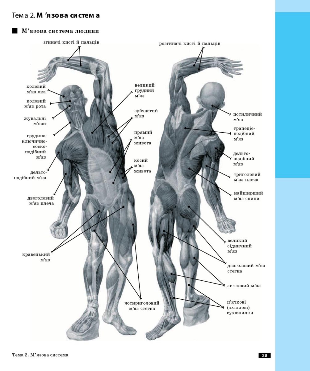 Поверхностные скелетные мышцы вид спереди и сзади