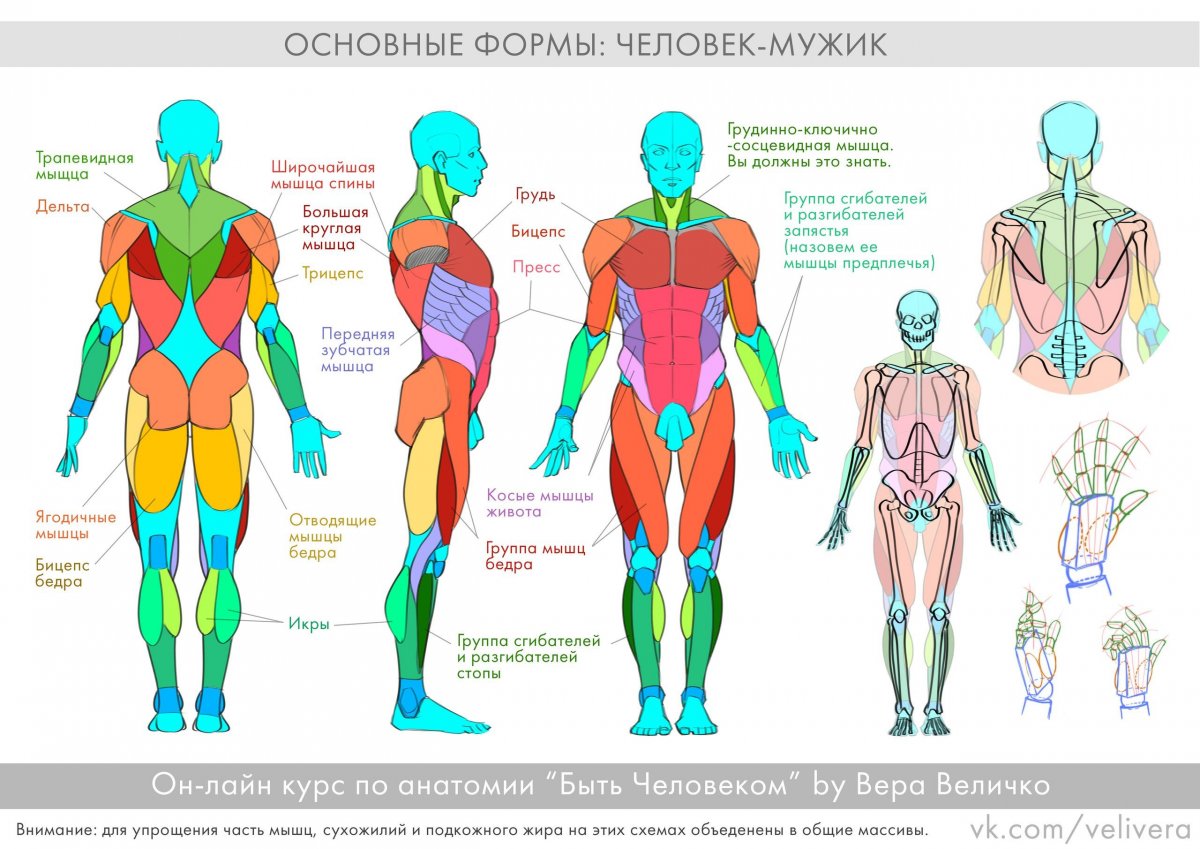 Мышечная система вид спереди и сзади