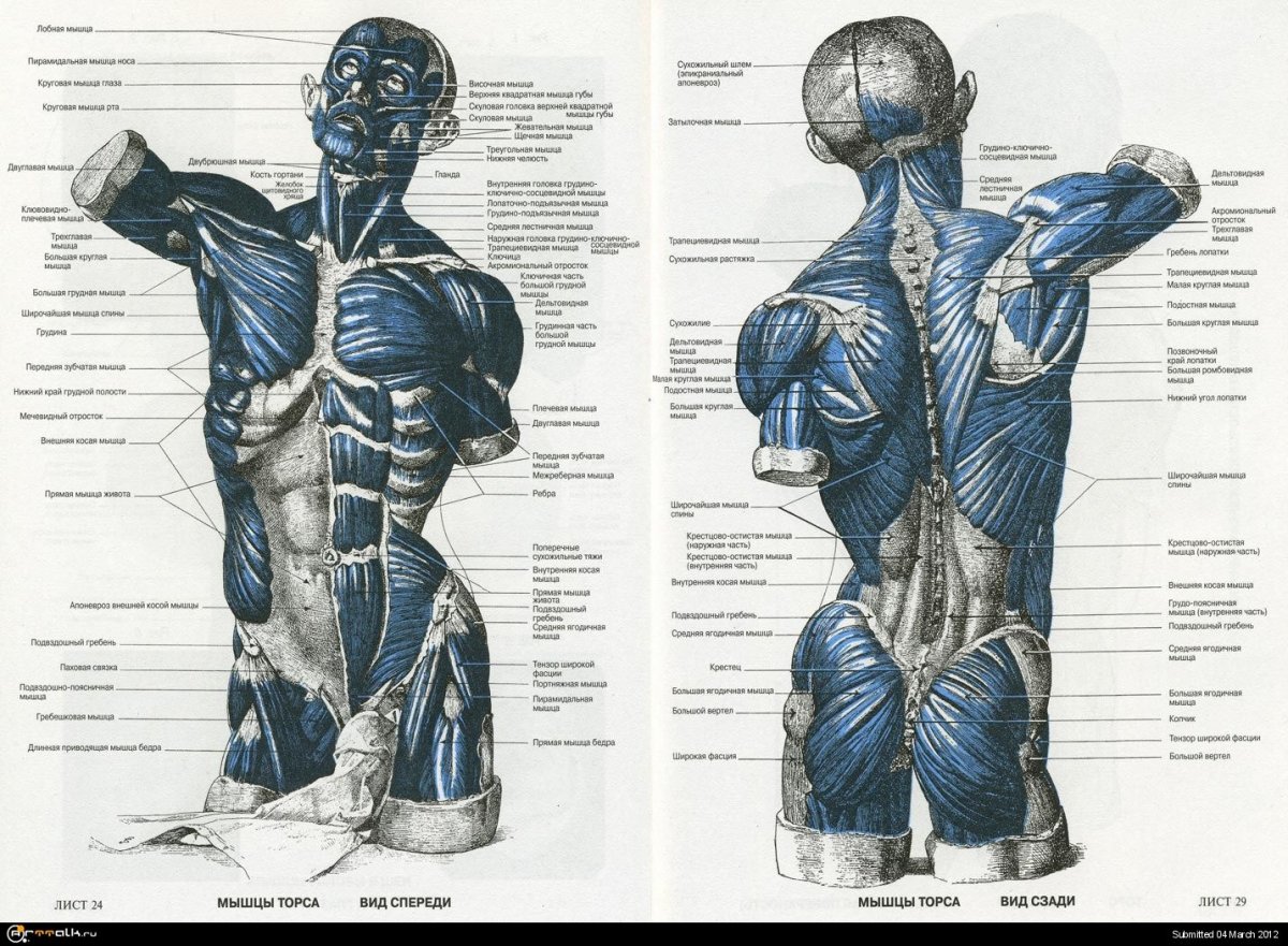 Мышцы спины сзади анатомия