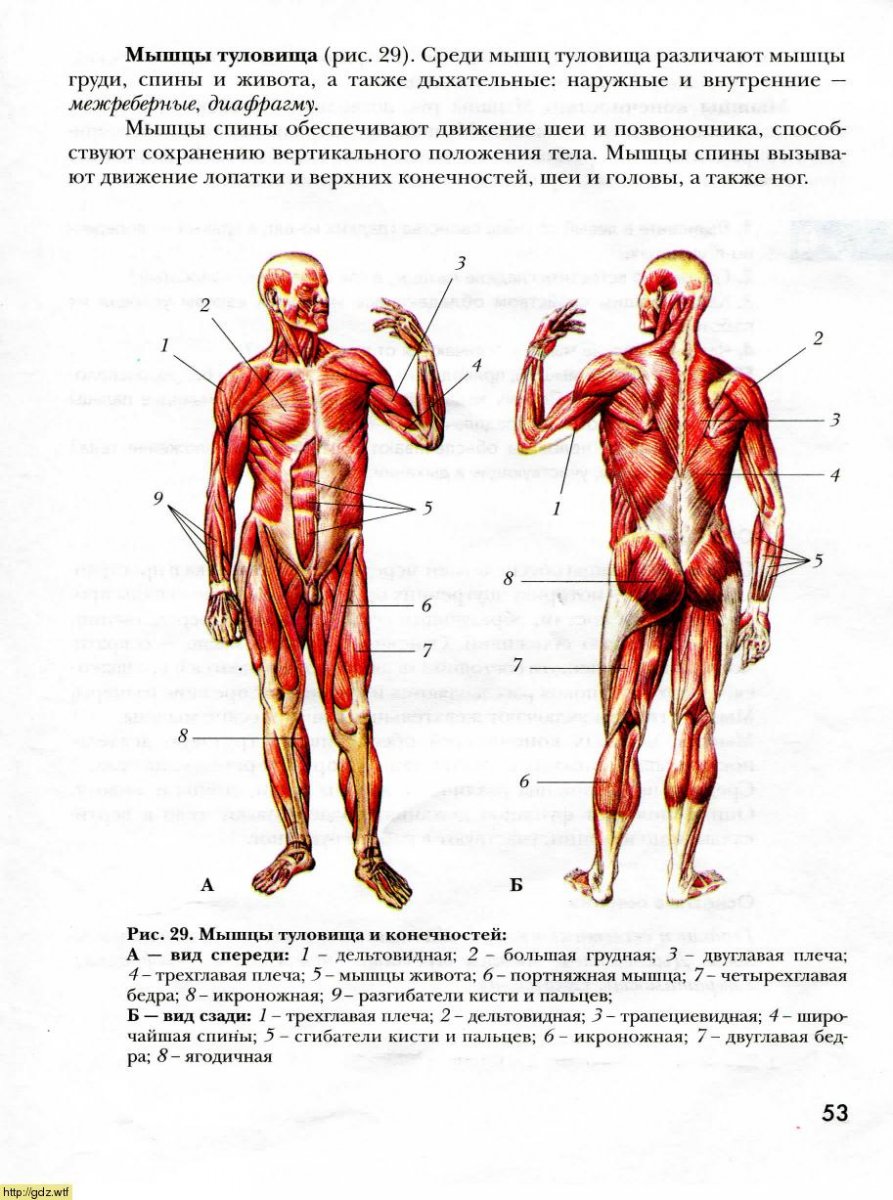 Структура тела человека сзади
