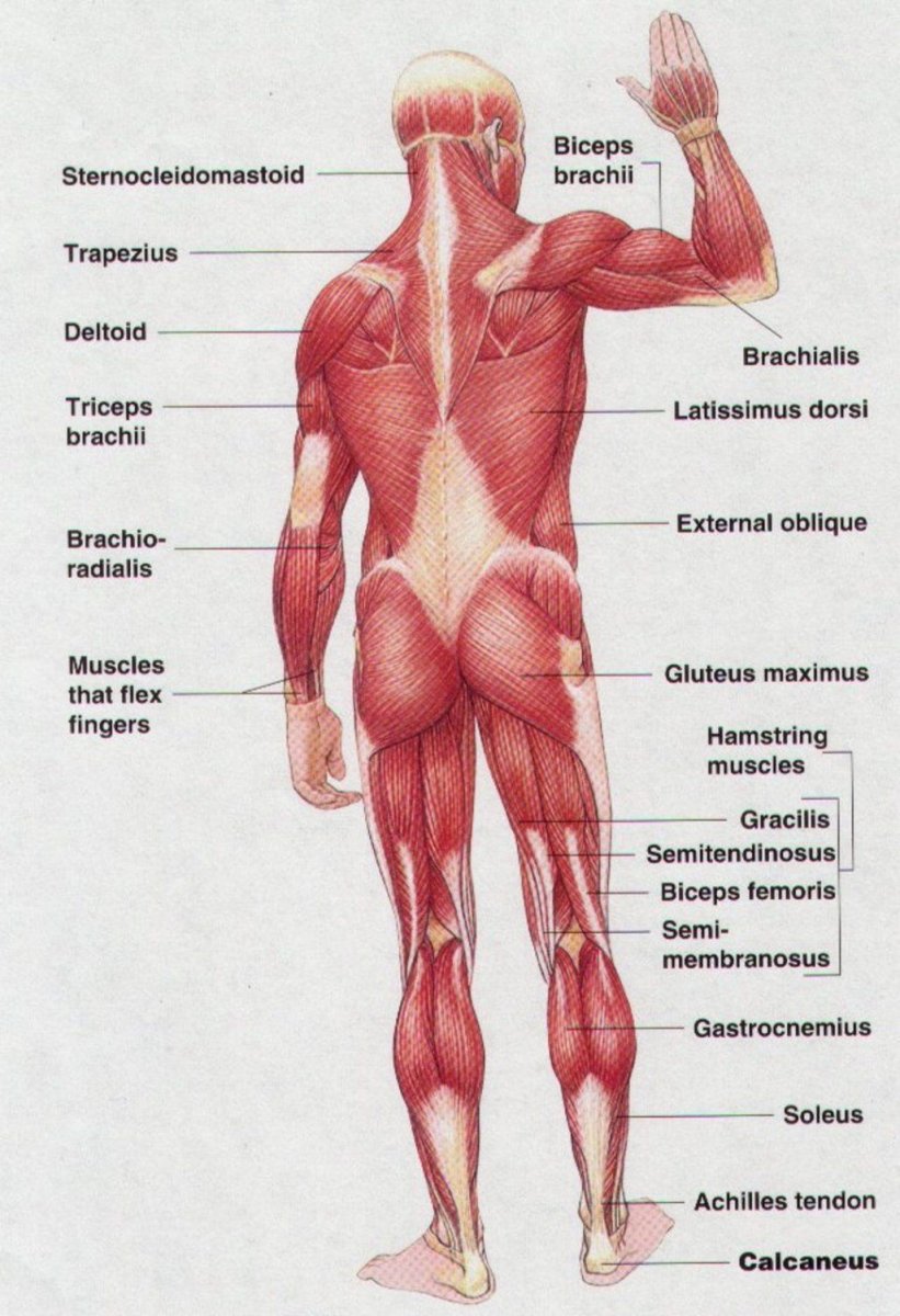 Мышечная система человека плакат