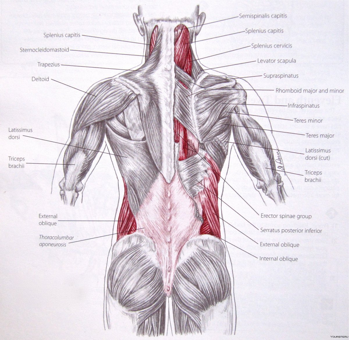 Анатомический плакат мышечная система