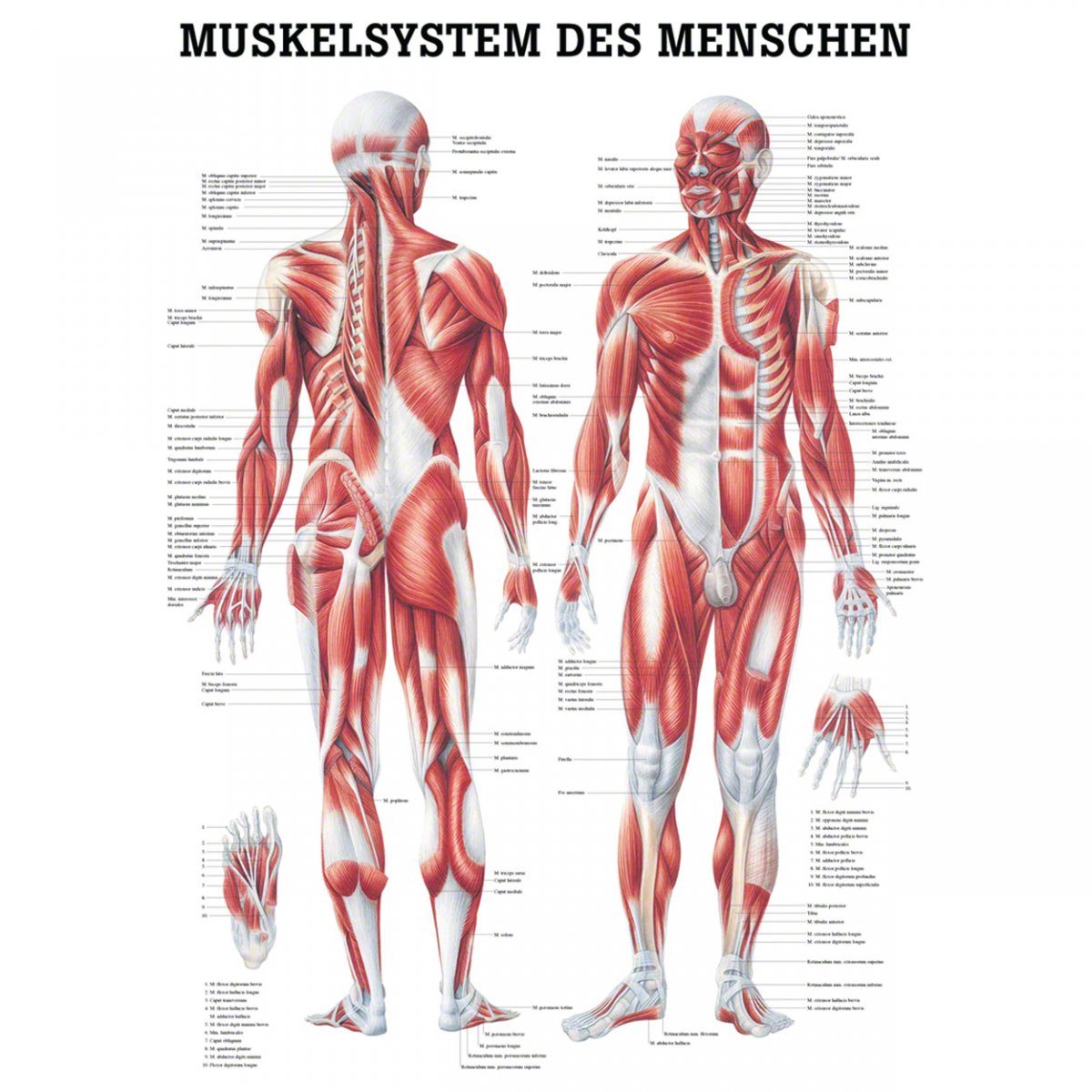 Строение скелет мышцы. Атлас анатомия человека мышечная система. Мышечная система человека атлас схема. Анатомия человека атлас скелет и мышцы. Мышечная система человека анатомический плакат.