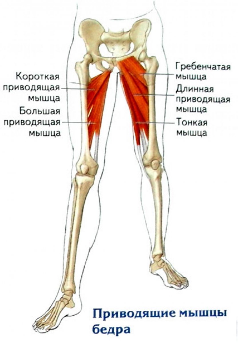 Приводящие мышцы бедра анатомия