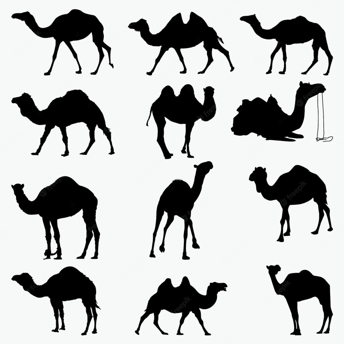 Силуэт верблюда во весь рост