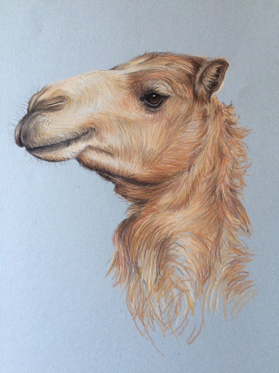 Иллюстрации с верблюдом для иллюстратора