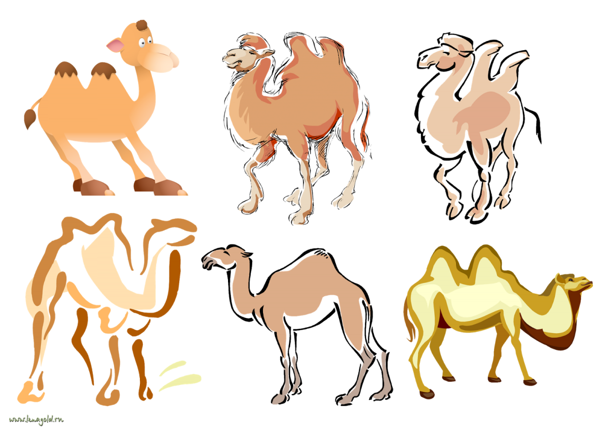 Camel by Camel Постер