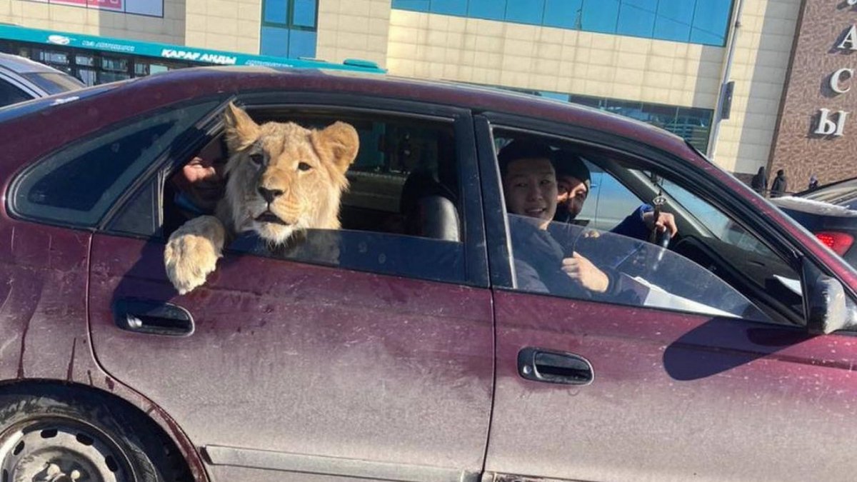 Лев в машине