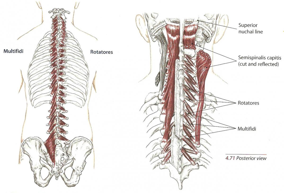 Musculus Longus Colli (длинная мышца шеи)