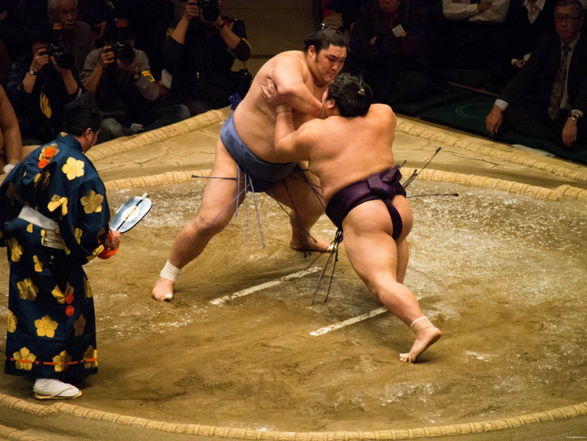 Школоблоггеры борец сумо