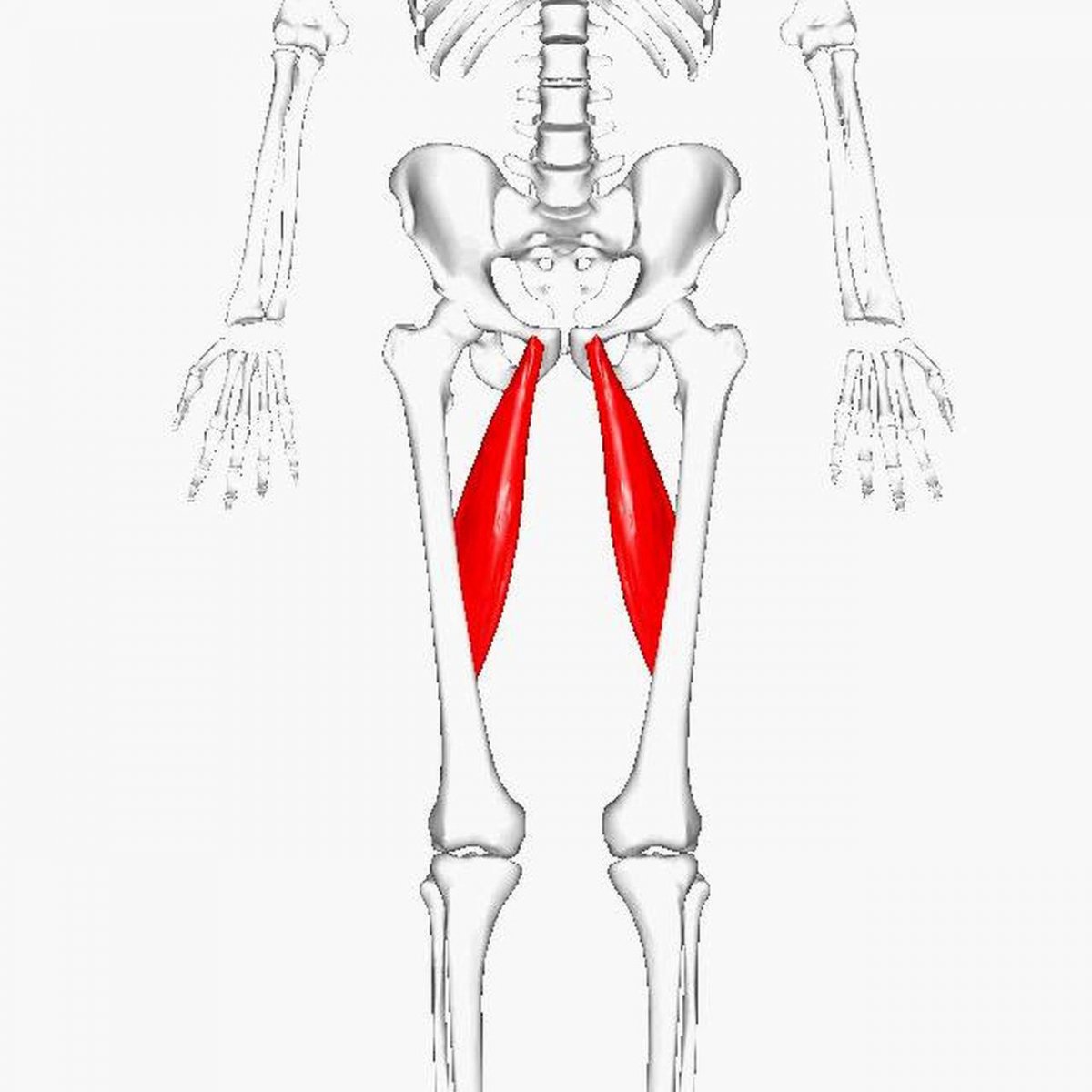 Длинная приводящая мышца бедра анатомия
