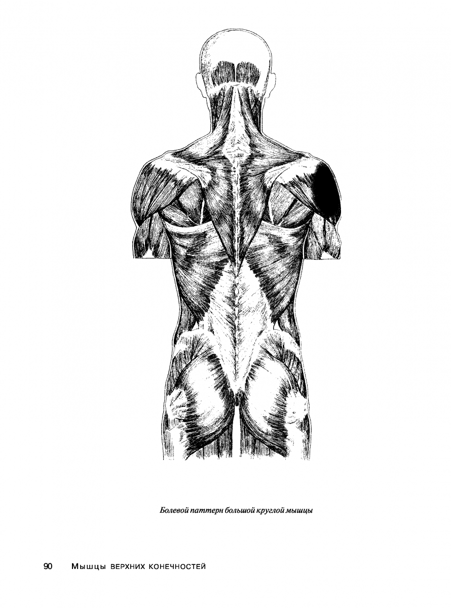 Малая ромбовидная мышца анатомия