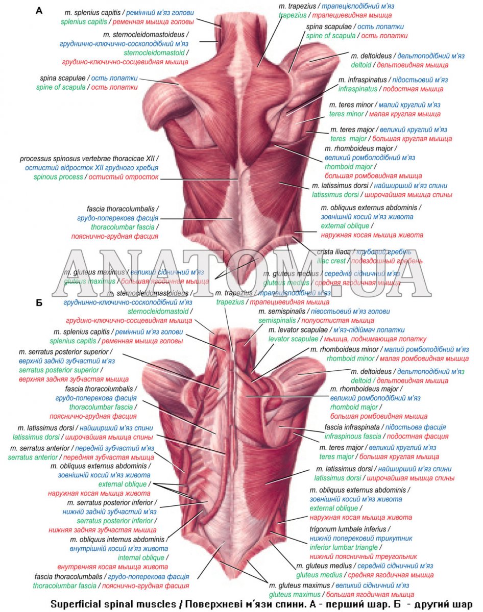 Мышцы туловища анатомия