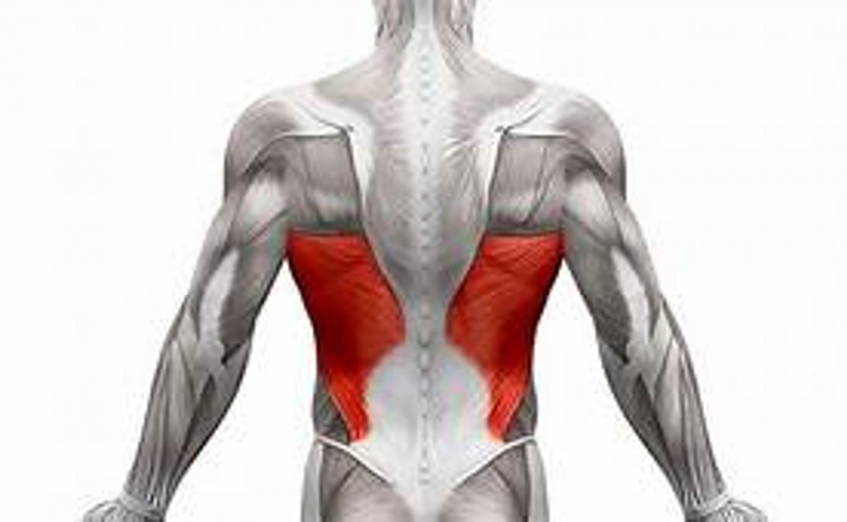 Мышцы и сухожилия спины
