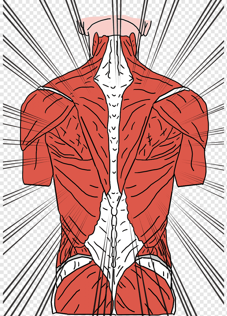 Косые мышцы живота