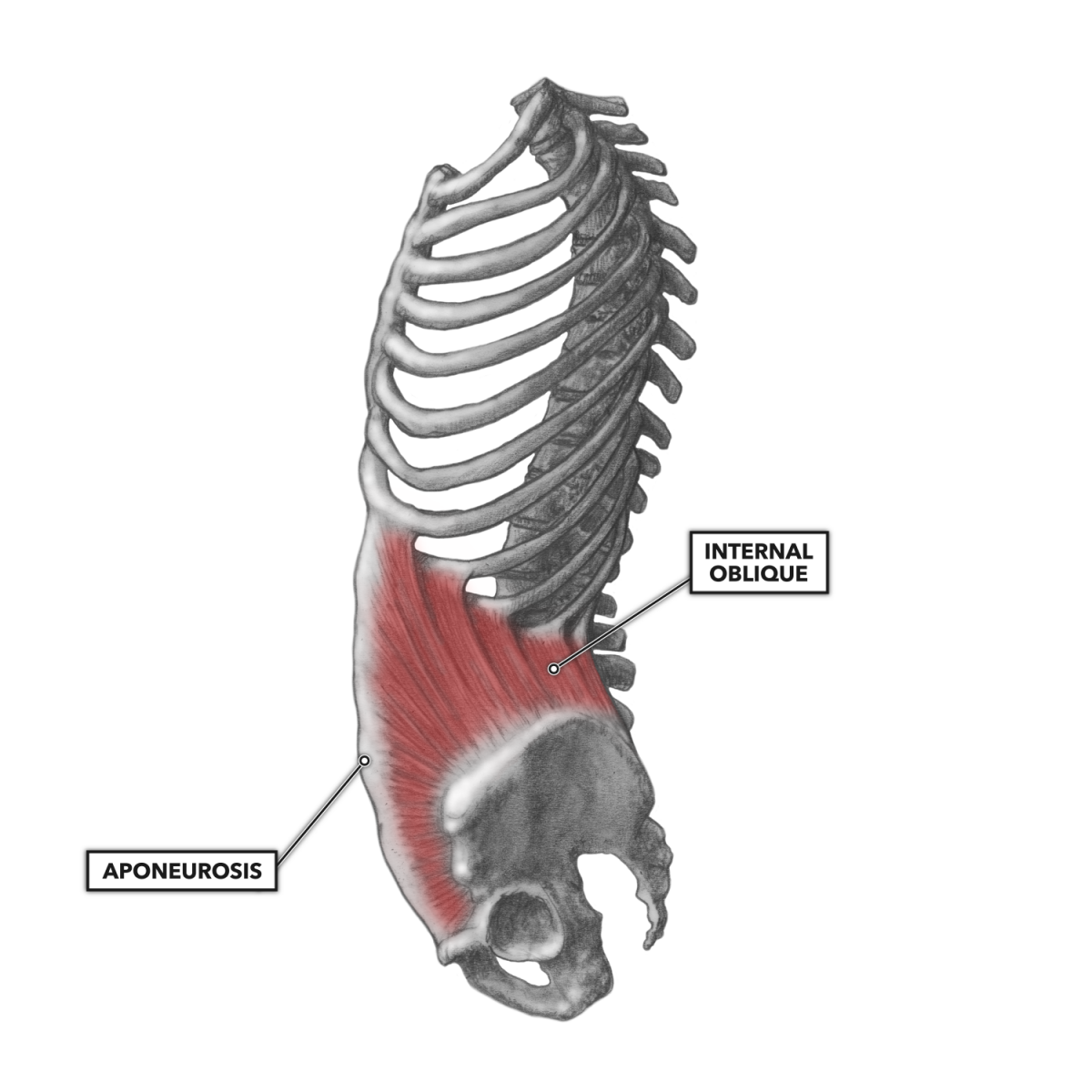 Латеральный тракт мышц спины